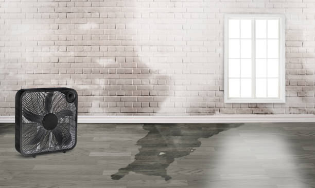 Best Emergency water damage restoration  in Red Lake Falls, MN